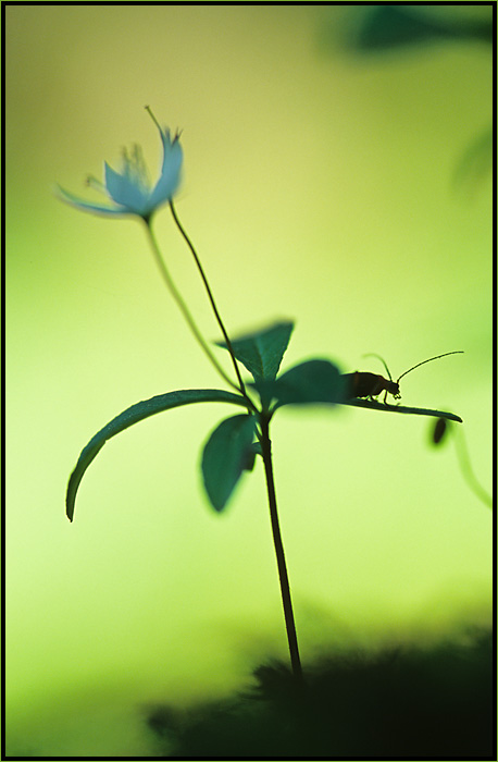 Im Schatten...