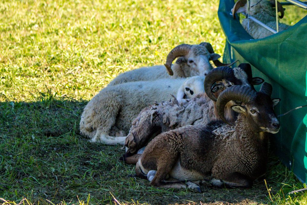 Im Schatten lässt´s sich aushalten...