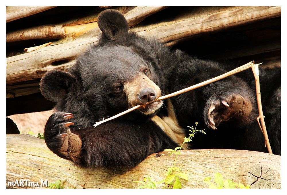 Im Schatten liegt der Kragenbär (mit Gedicht)