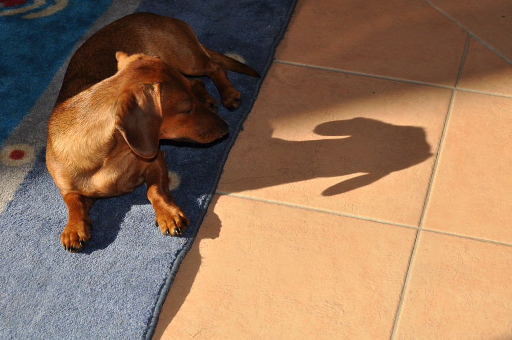 Im Schatten sieht man was für eine kleine Ziege sie manchmal ist!