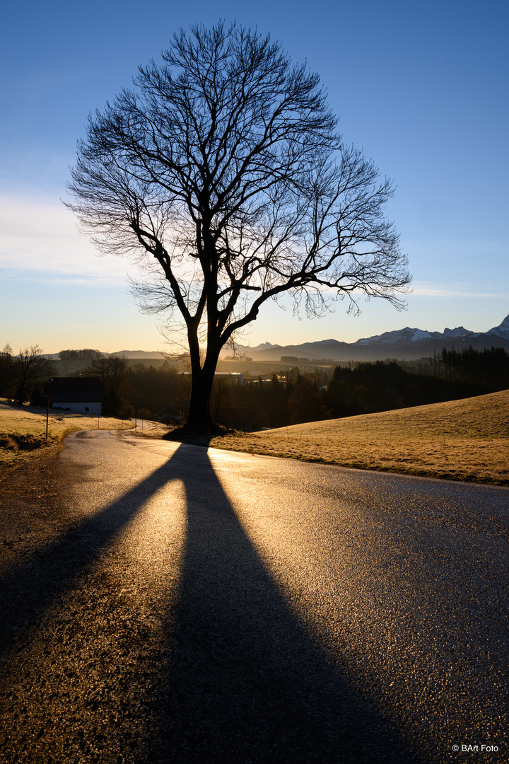 im Schatten verwurzelt