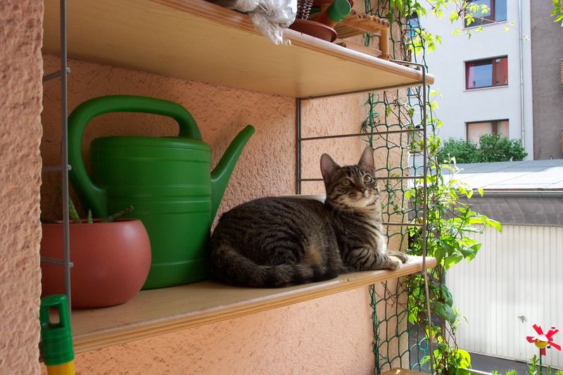 Im Schatten was dösen