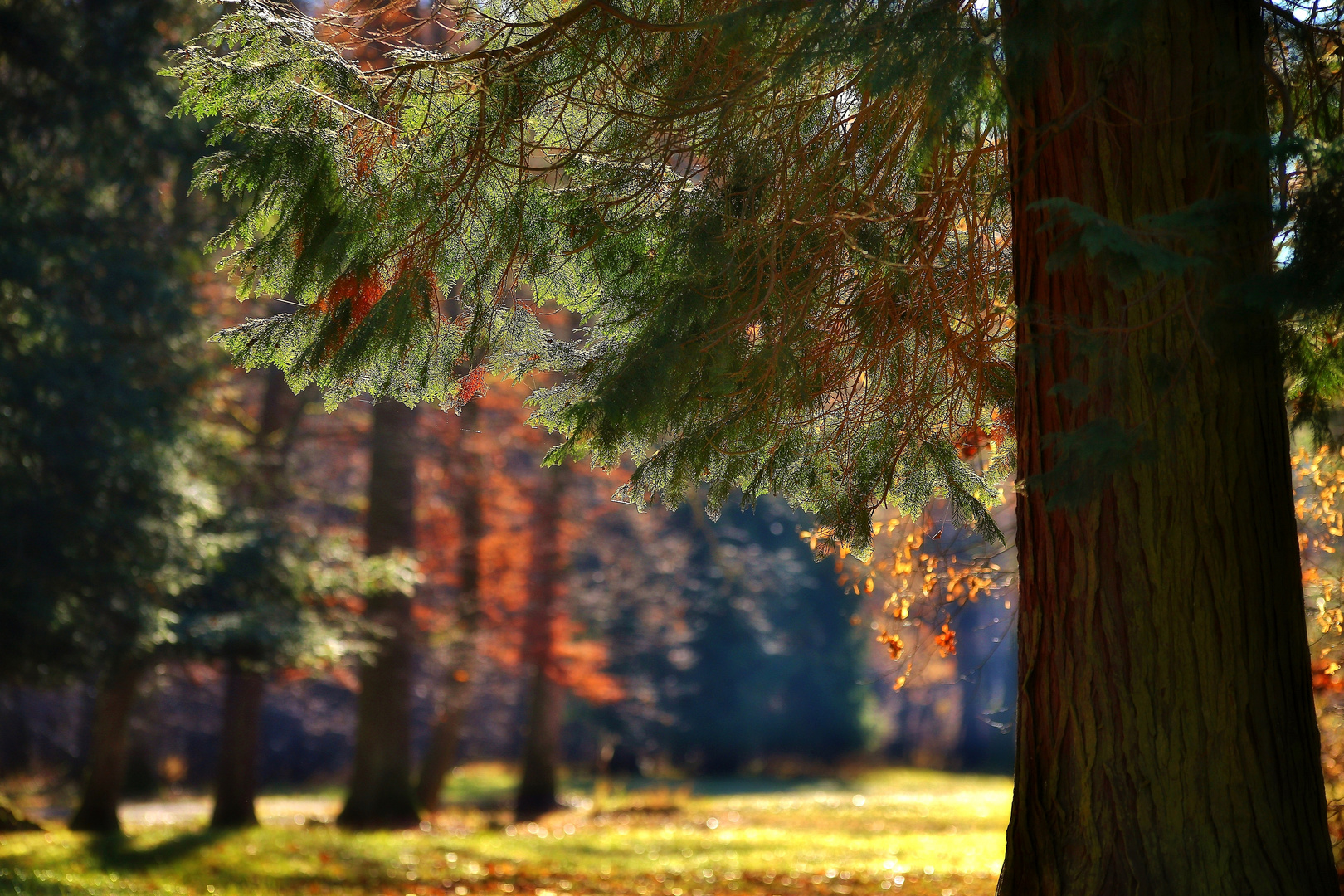 Im Schattren des Baumes