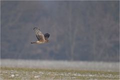 Im Schaukelflug