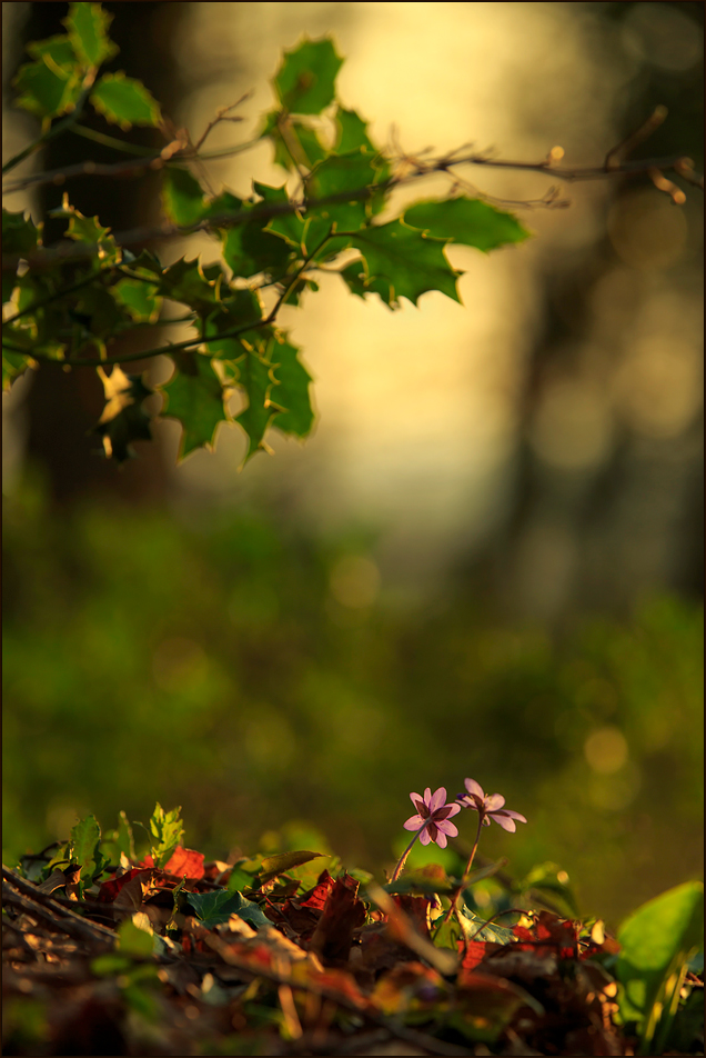 Im Schein der Abendsonne (2)