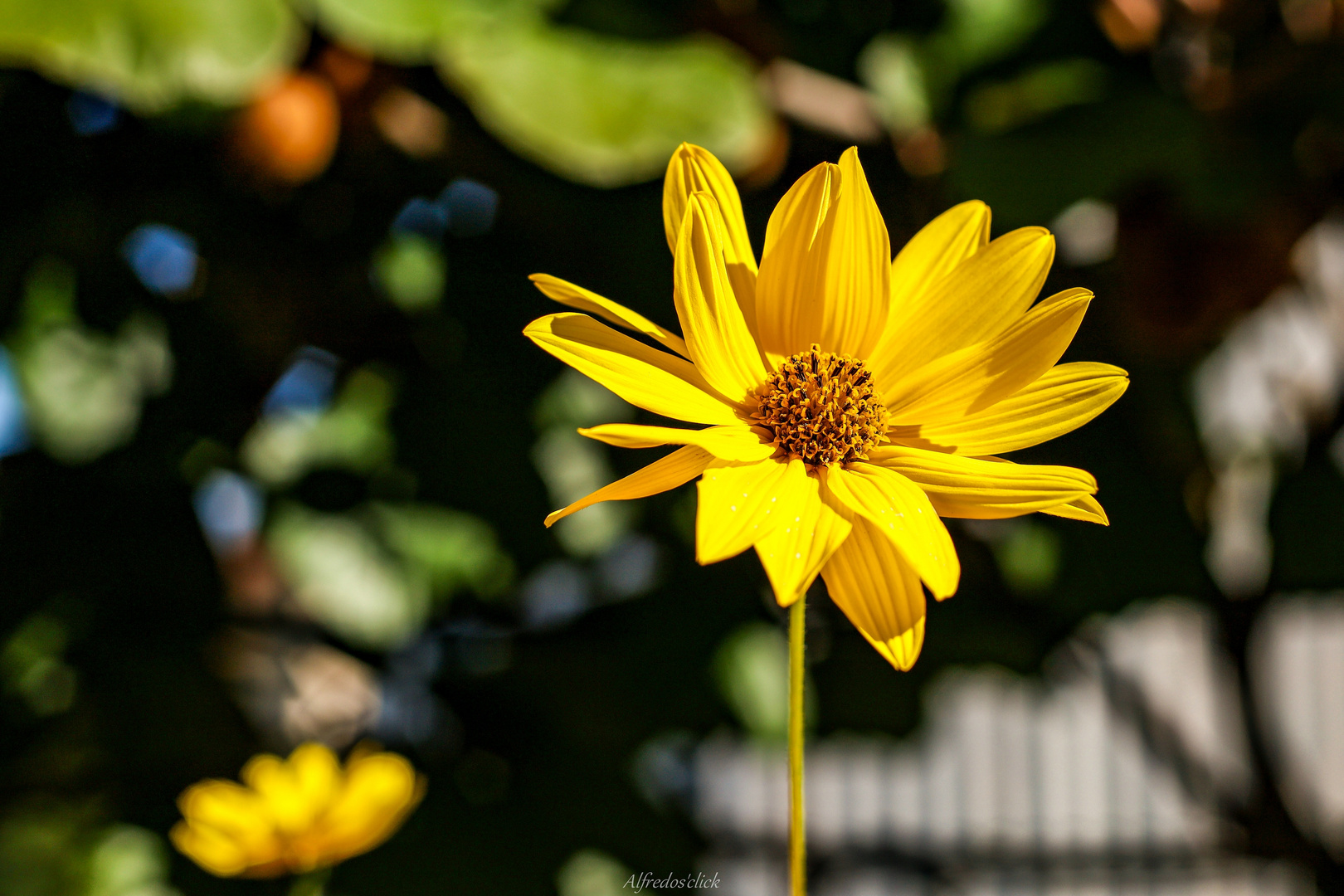  Im Schein der Herbstsonne