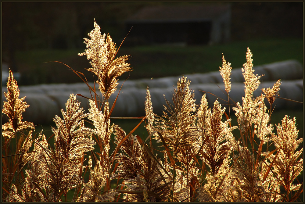 Im Schein der November - Abendsonne