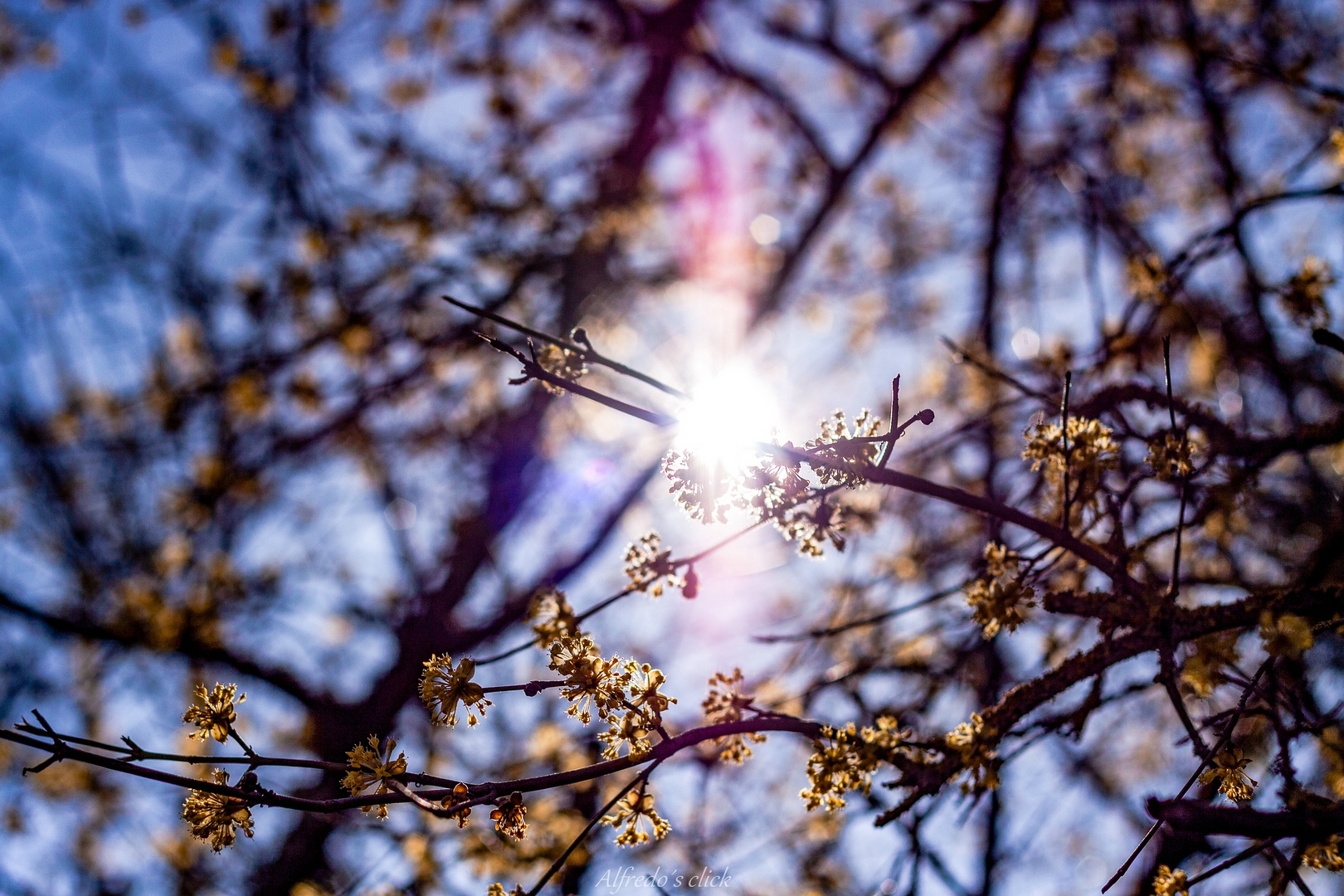 Im Schein der Sonne.