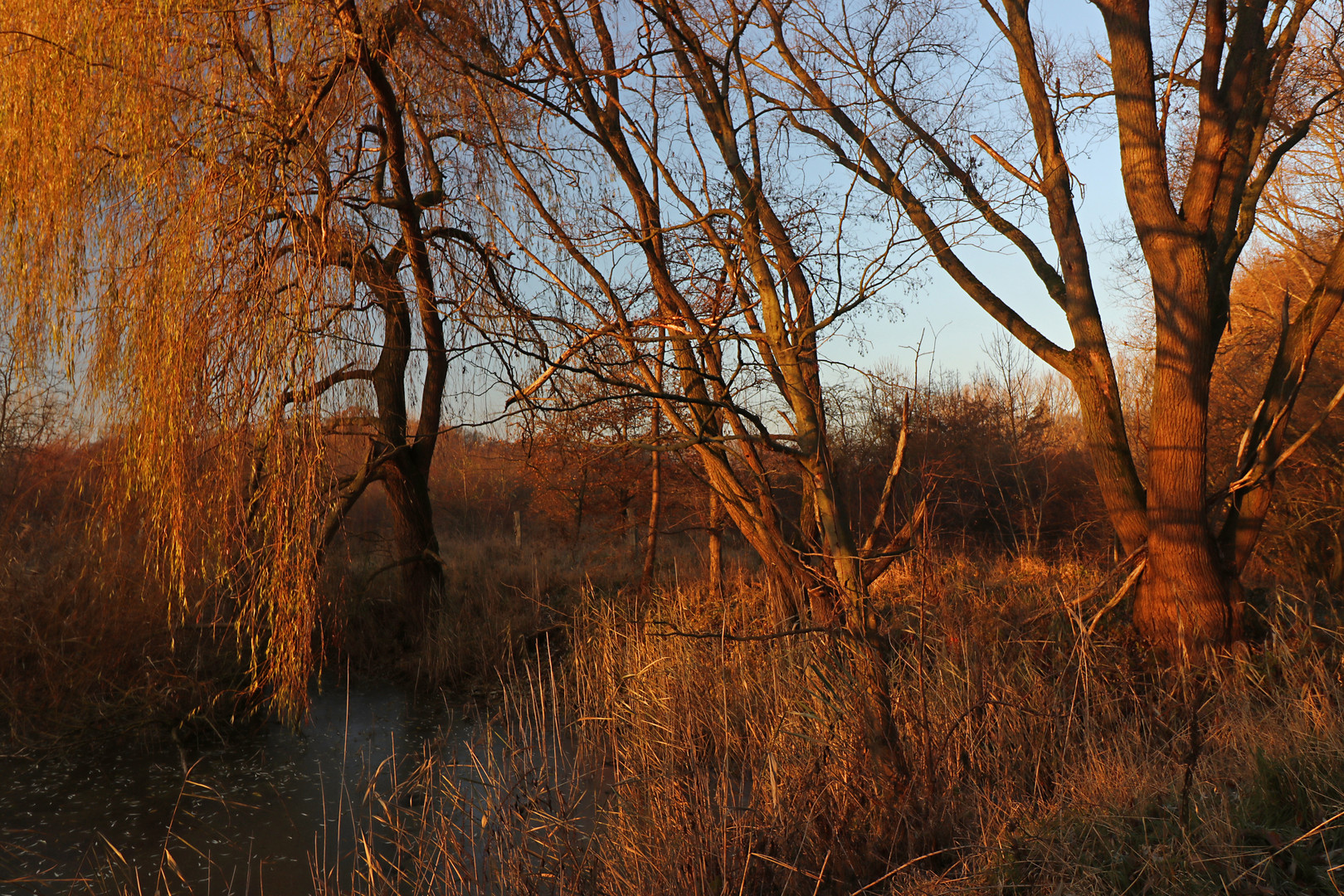 Im Schein der Wintersonne