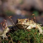 Im Scheinwerferlicht.... Bufo bufo, Erdkröte