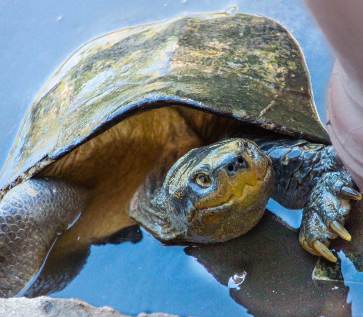 Im Schildkrötengarten - Bangkok