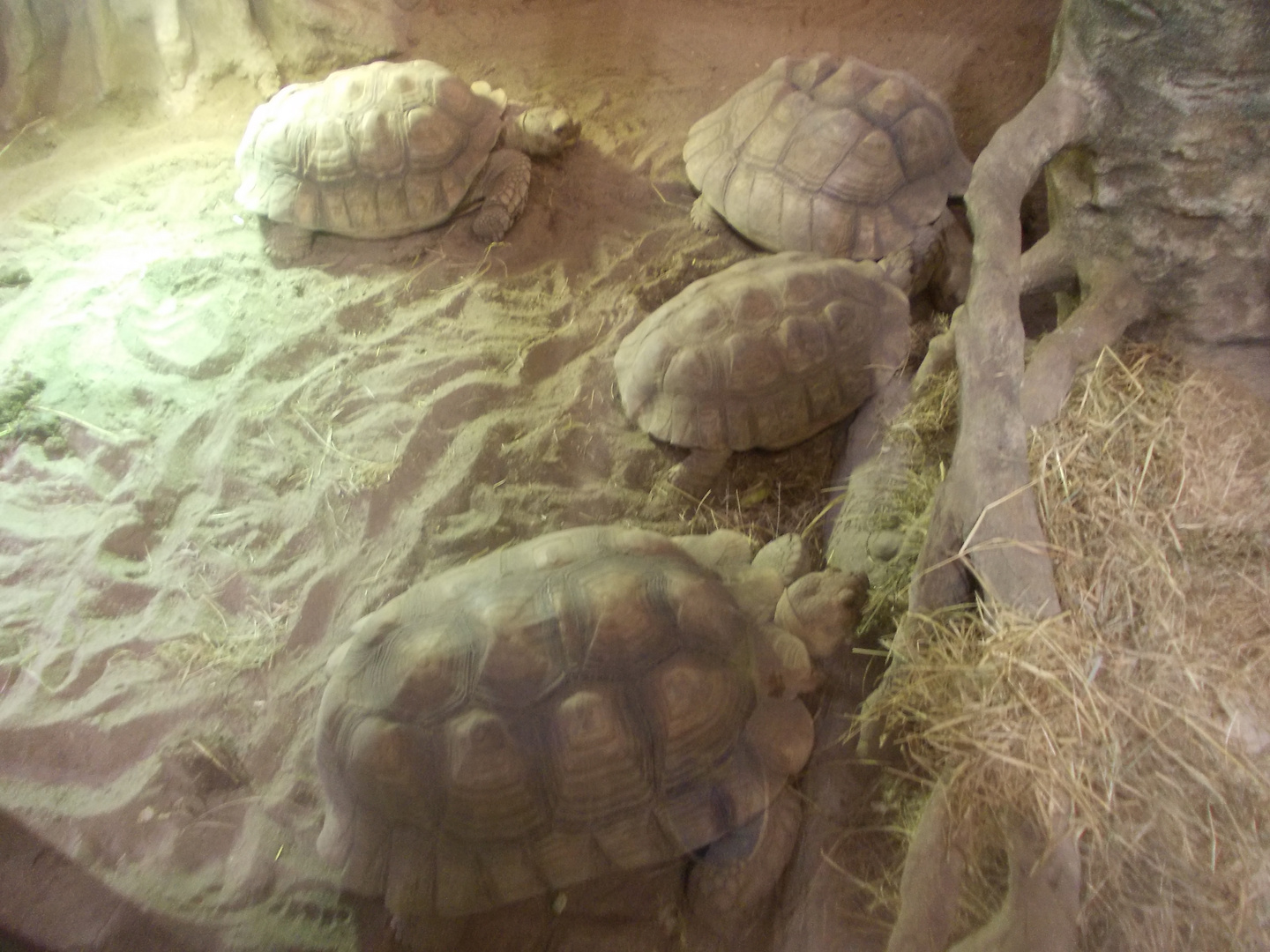 im schildkrötenhaus im Eberswalder zoo