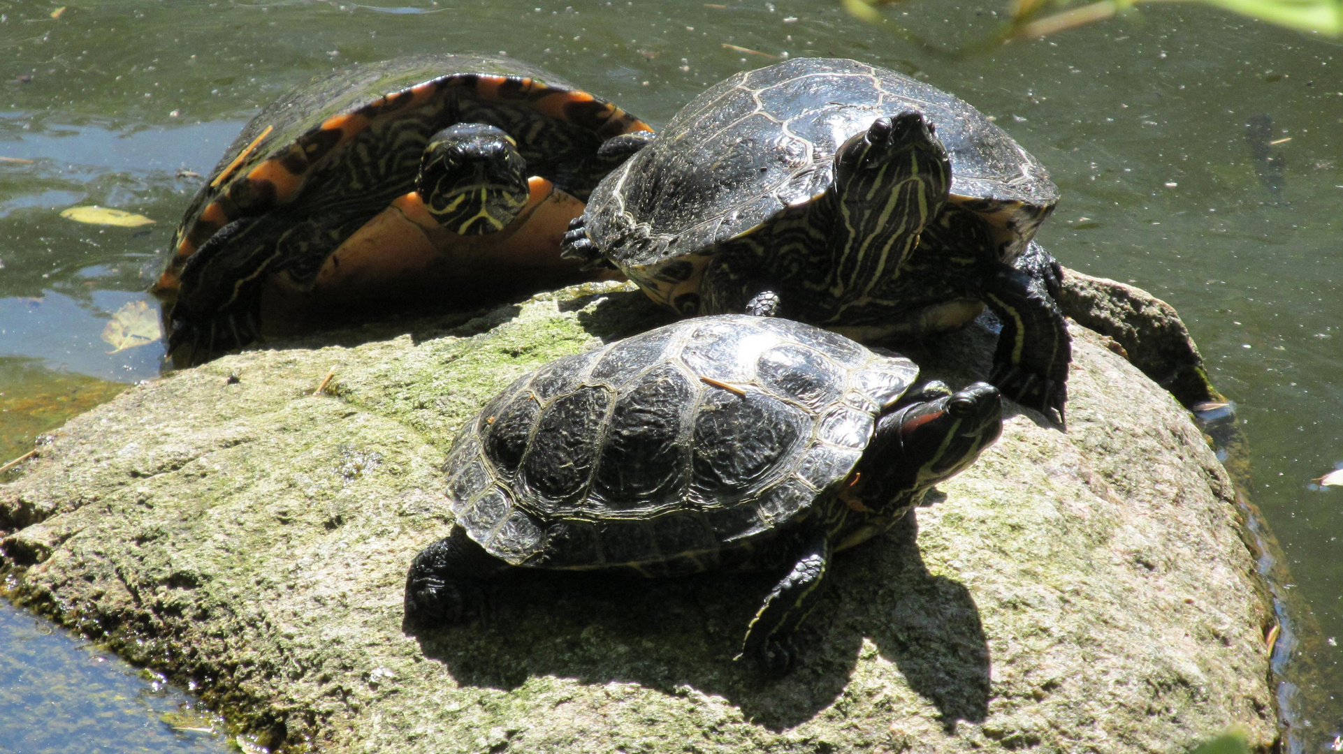 im Schildkrötenteich 