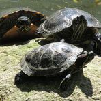im Schildkrötenteich 