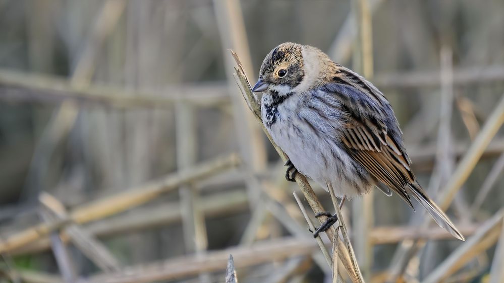 im Schilf Foto & Bild natur, tiere, vögel Bilder auf