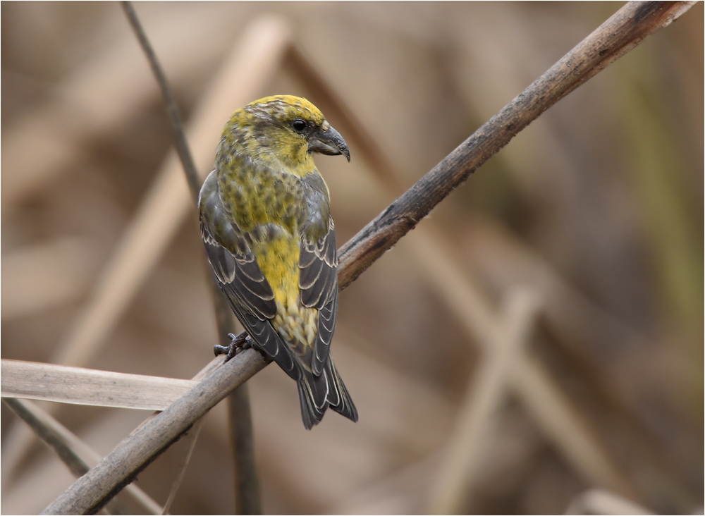 Im Schilf Foto & Bild tiere, wildlife, wild lebende vögel Bilder auf