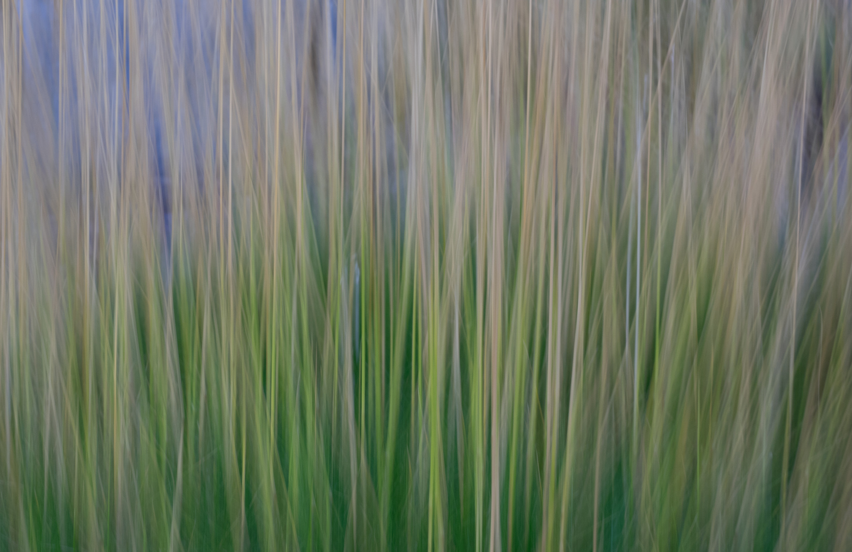 im schilf Foto & Bild abstraktes, naturkreativ, aufnahmetechniken