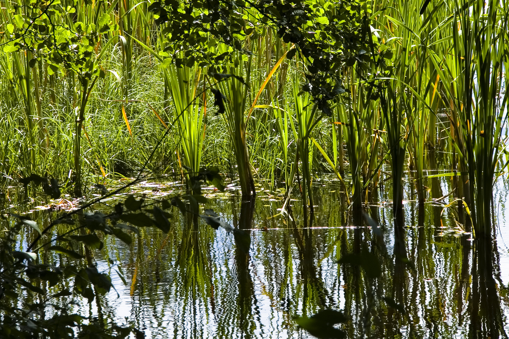 Im Schilf Foto & Bild pflanzen, pilze & flechten, natur, pflanzen