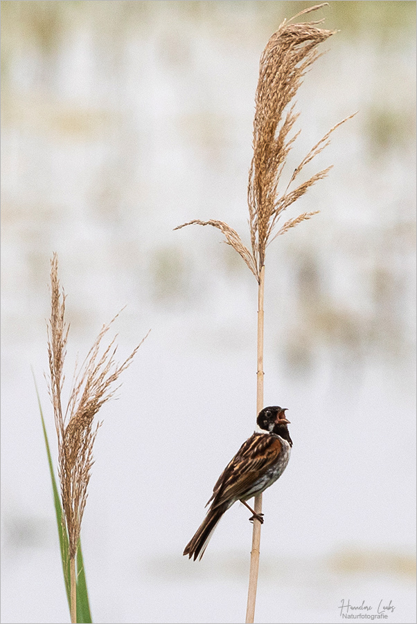 Im Schilf Foto & Bild canon, natur, vögel Bilder auf