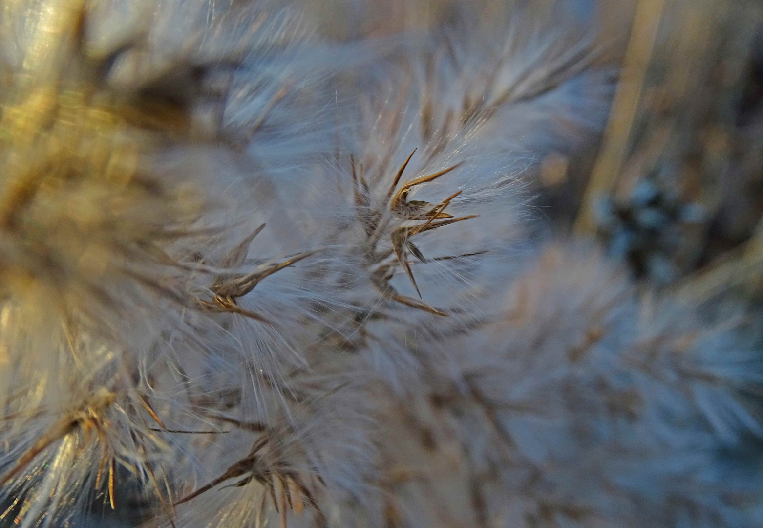 Im Schilf - am kleinen Meer