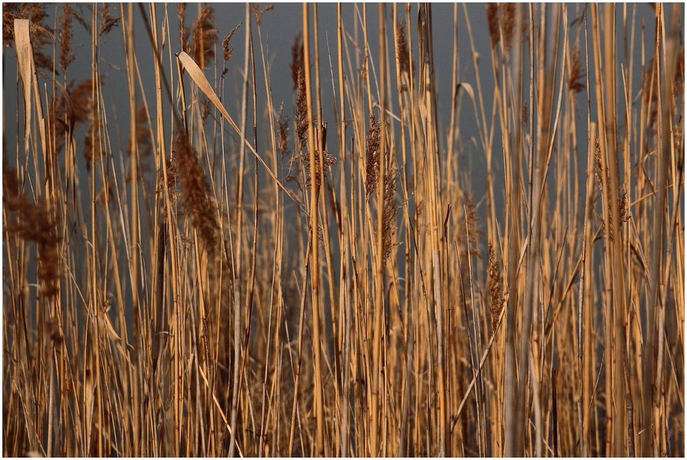 Im Schilf Foto & Bild pflanzen, pilze & flechten, natur Bilder auf