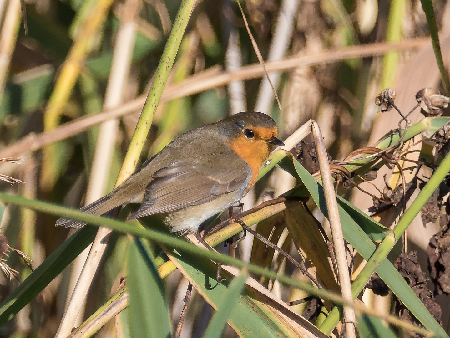 Im Schilf Foto & Bild tiere, wildlife, wild lebende vögel Bilder auf