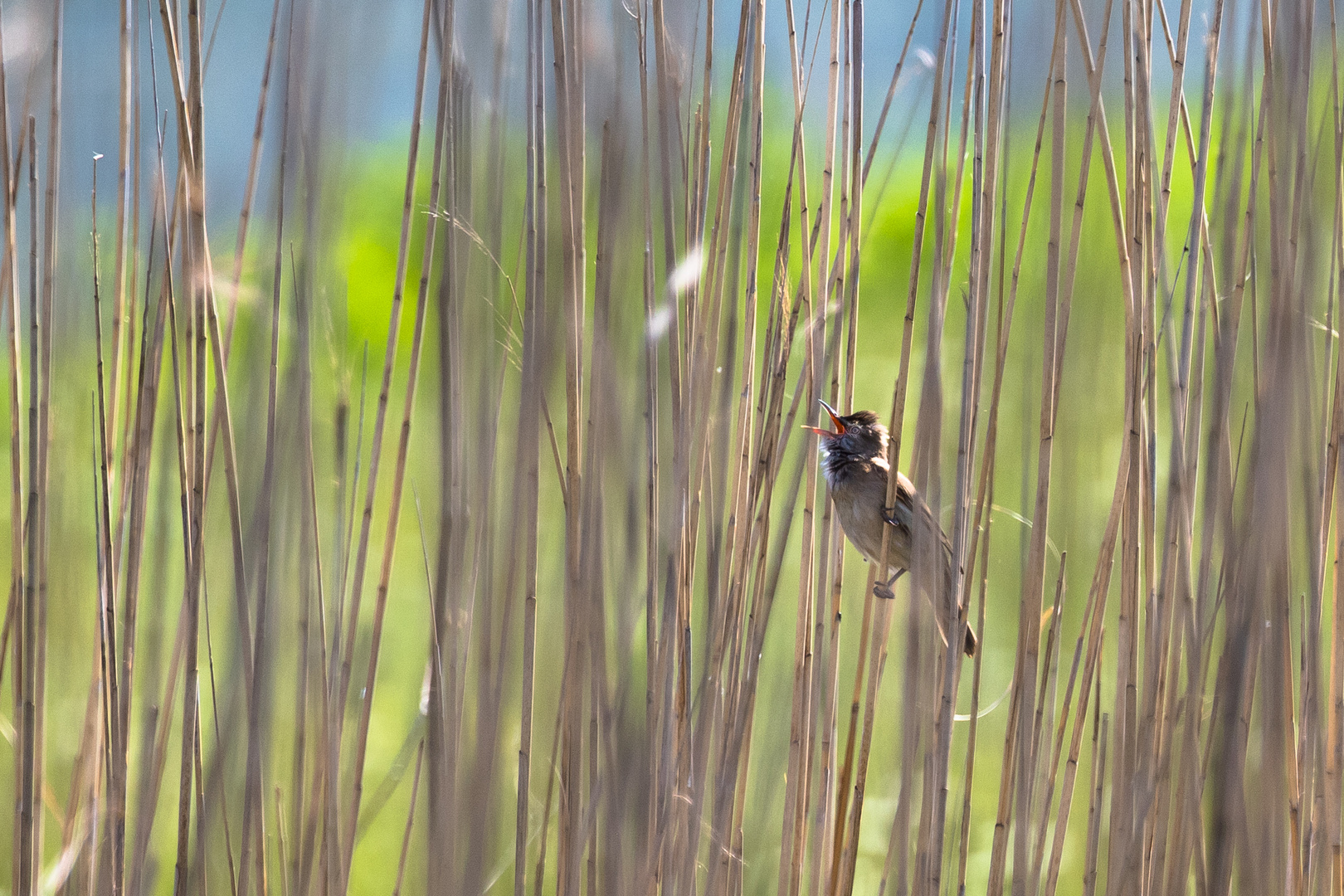 Im Schilf Foto & Bild natur, tiere, vögel Bilder auf