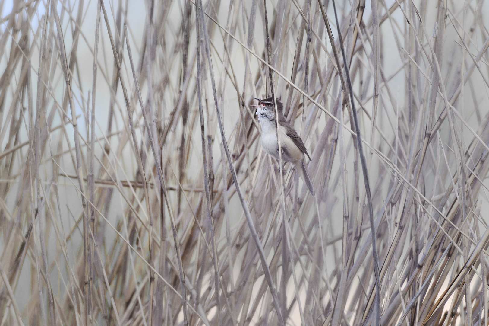 Im Schilf versteckt ...