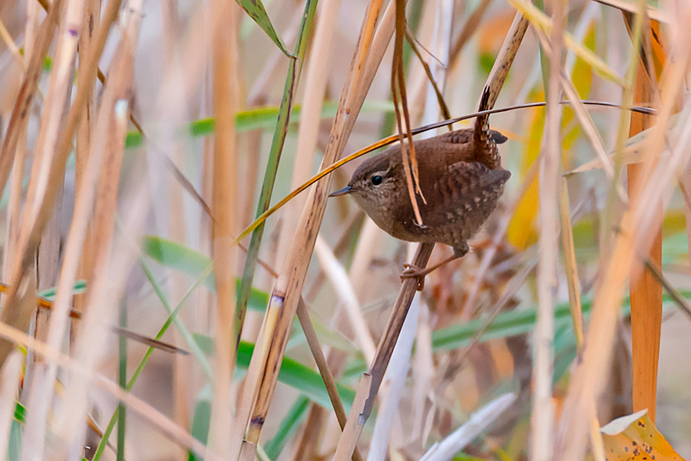 im Schilf versteckt