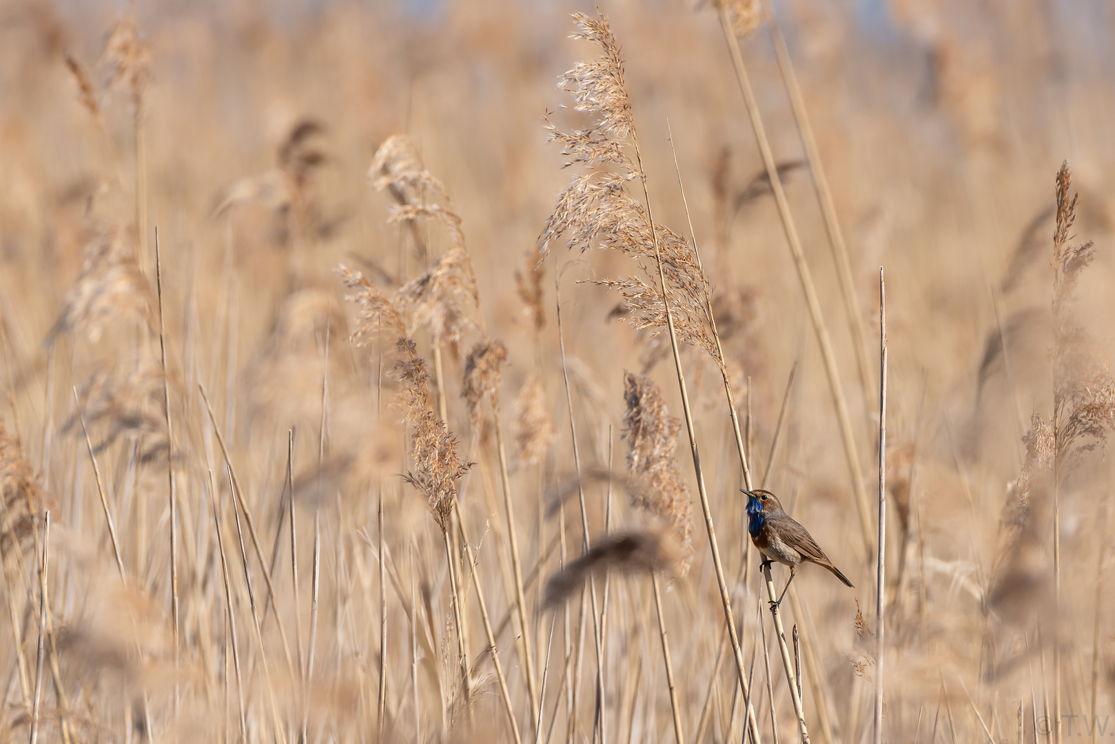 im Schilf verstecktes Blaukehlchen