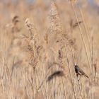 im Schilf verstecktes Blaukehlchen