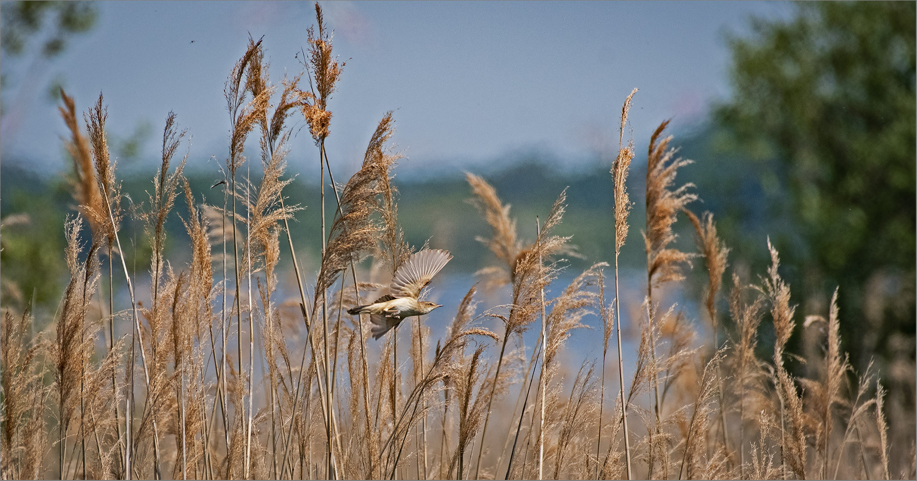 Im Schilfgürtel am See   . . .