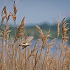 Im Schilfgürtel am See   . . .