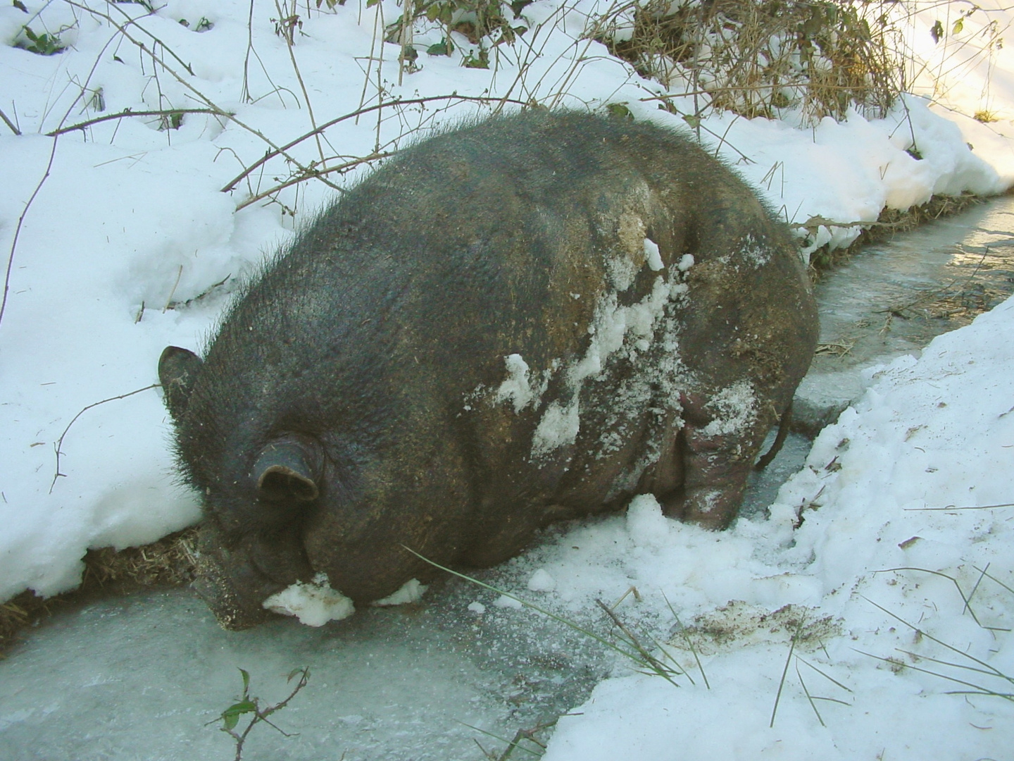 Im Schlaf vom Frost überrascht