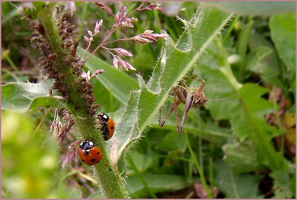 Im Schlaraffenland der Marienkäfer