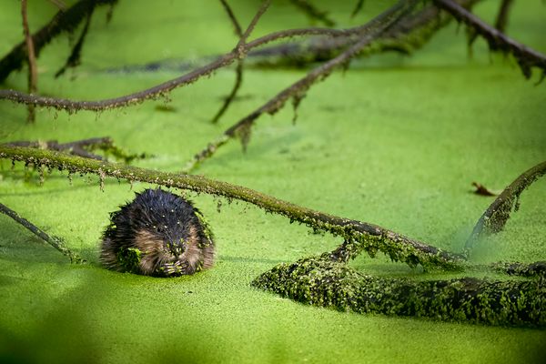 Im Schlaraffenland II