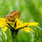 Im Schlemmerparadies gelandet