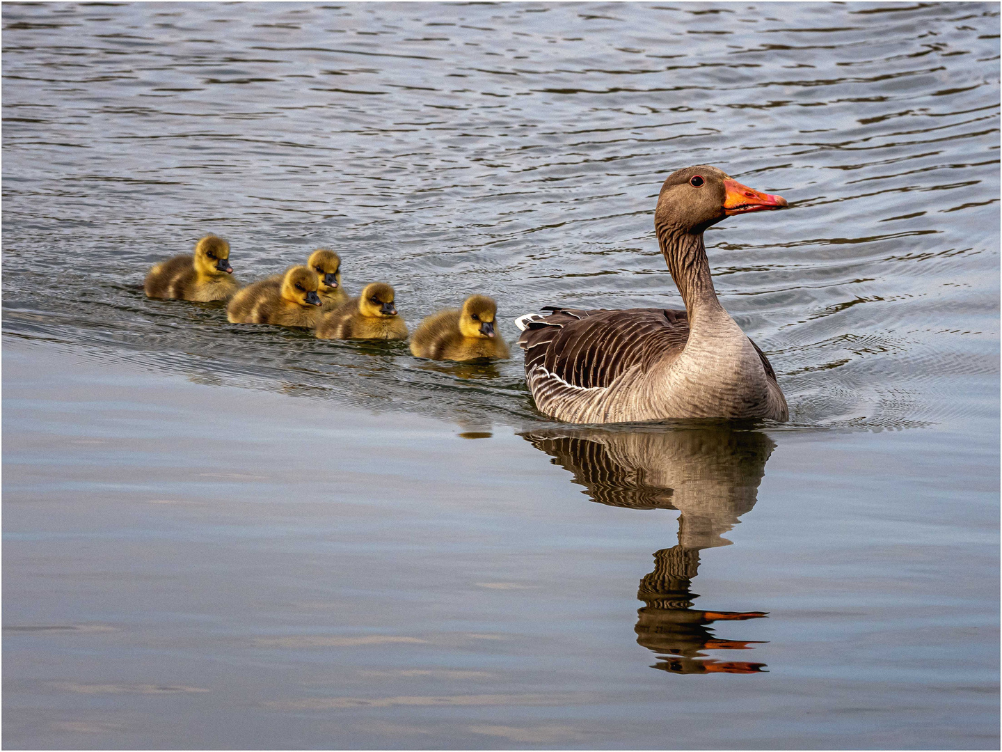 Im Schlepptau von Mama