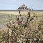 Im Schlick der Normandie steht ein Berg ...