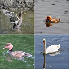 im Schlopa schwimmt`s sich für Enten am Besten....