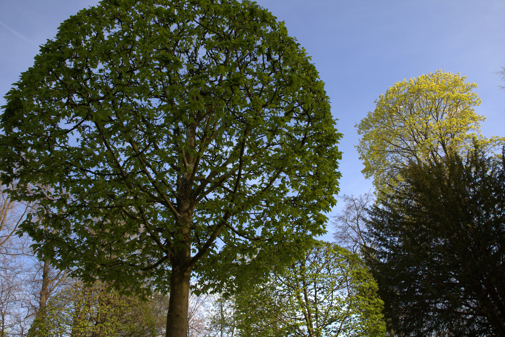 im Schlossgarten