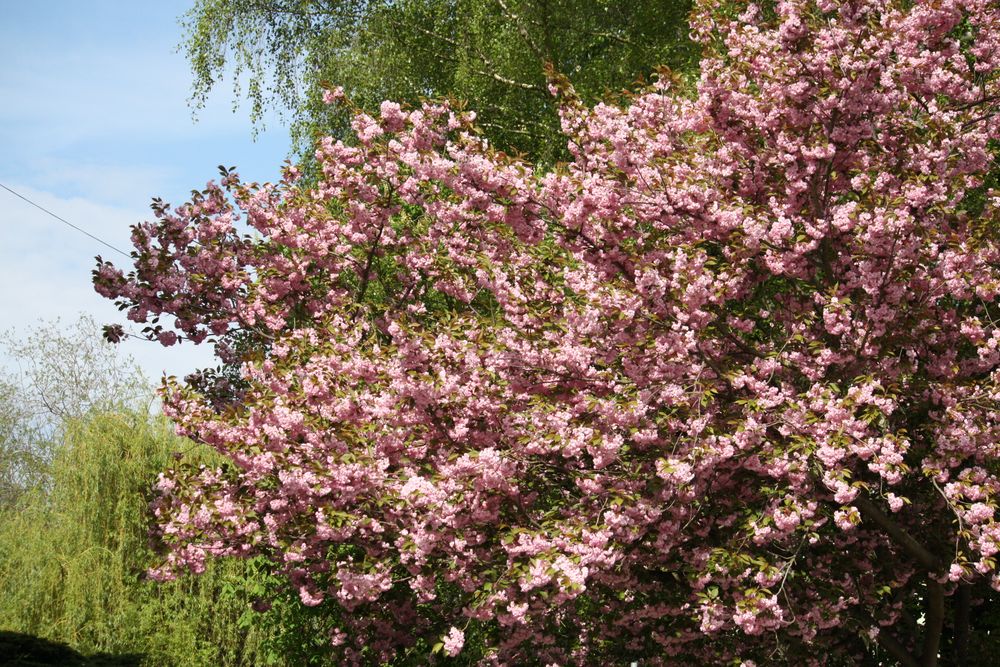 im Schloßgarten