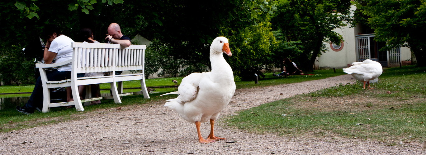 im Schlossgarten in Schwetzingen