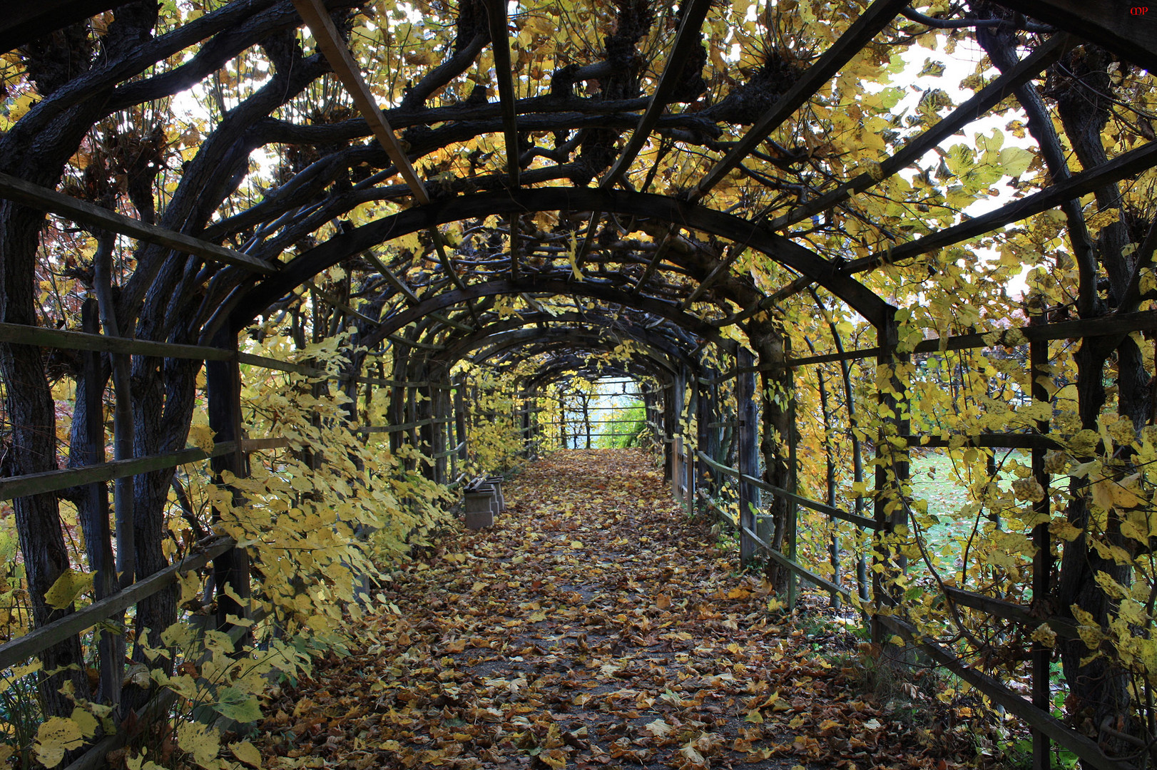 im Schloßgarten sind die Blätter gefallen