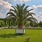 Im Schlossgarten von Schwetzingen 3