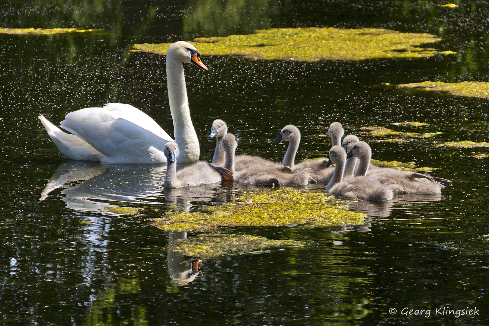 Im Schlossgraben …