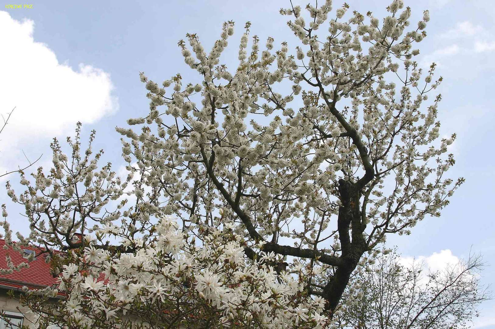 im Schloßpark