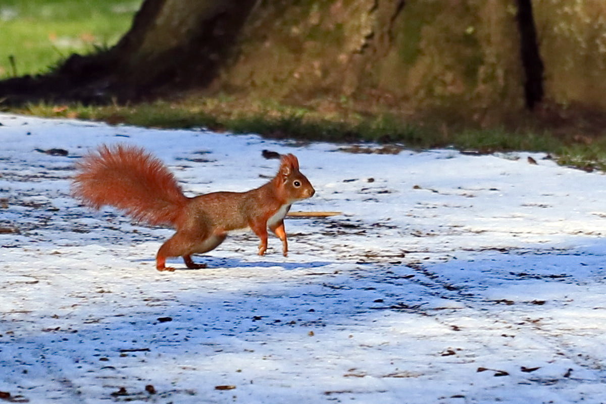 im Schlosspark