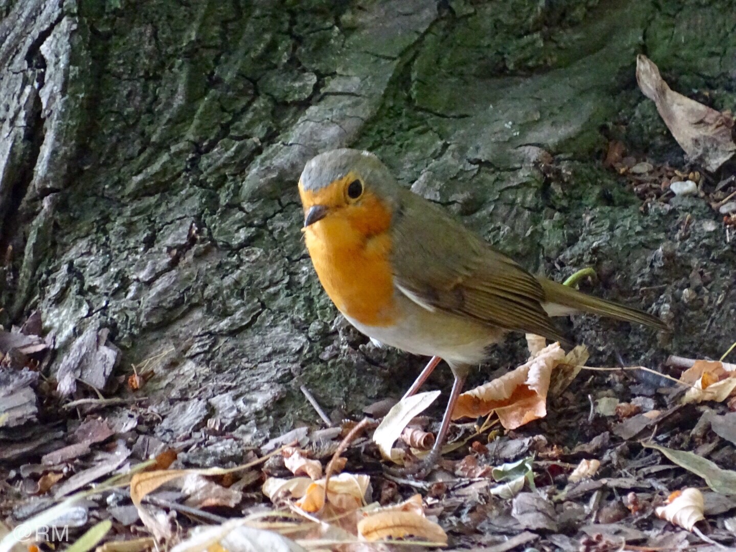 Im Schlosspark Biesdorf