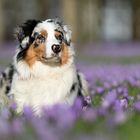 Im Schlosspark blüht's wieder...